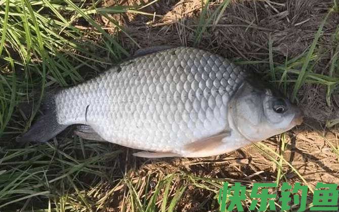 夏季钓鱼