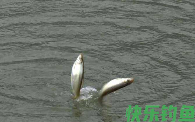 鲴鱼
