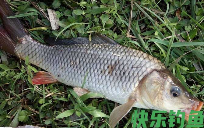 钓大鱼
