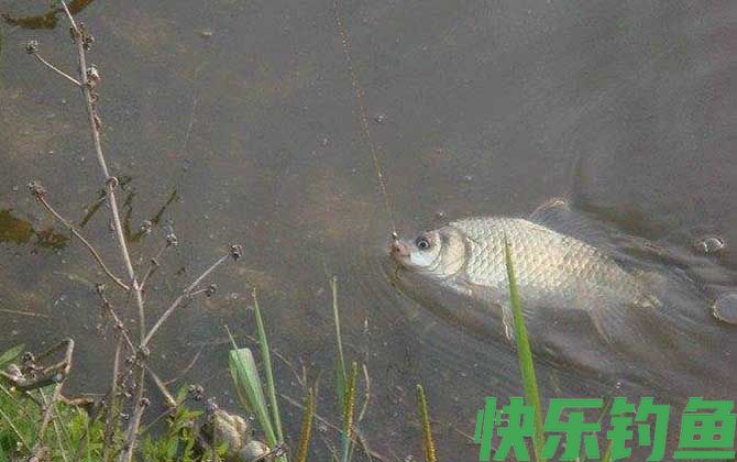 春季钓鱼