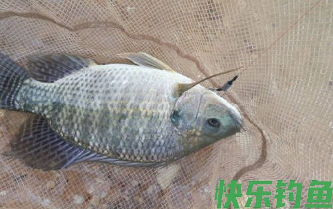 钓罗非鱼