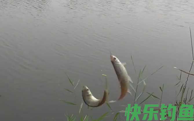 白条