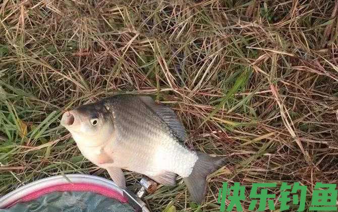 钓鱼