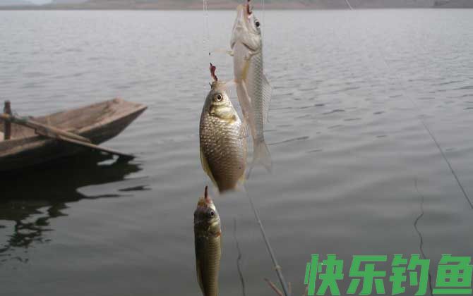 钓鲫鱼