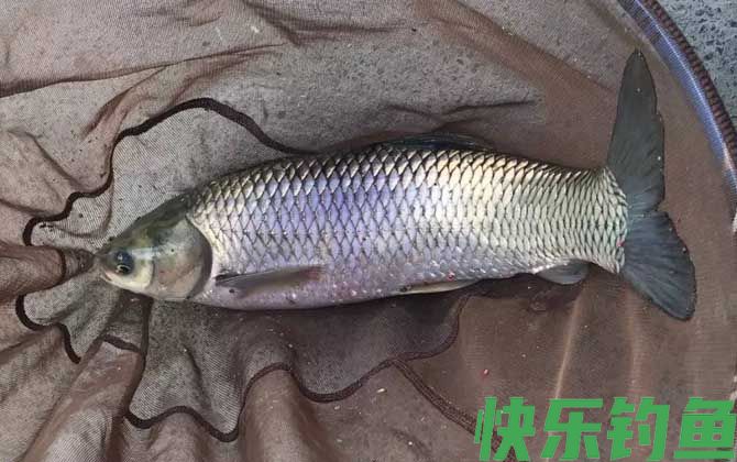 野钓草鱼