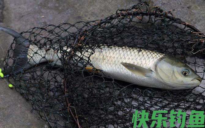 野钓草鱼