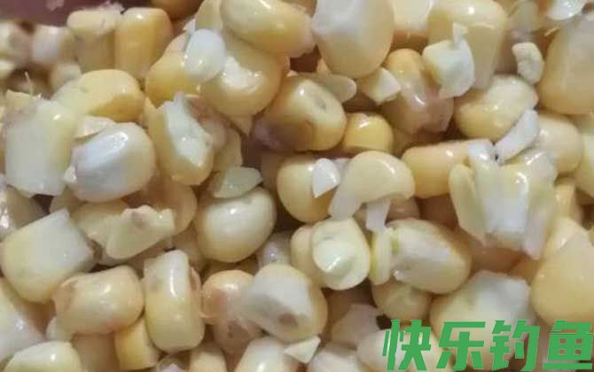 挂玉米钓鱼正确方法及技巧(图3) 挂玉米钓鱼正确方法及技巧(图3)