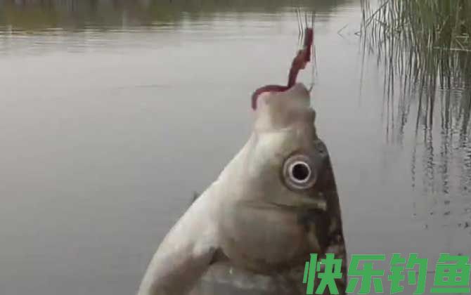 初冬钓鱼什么风向好钓?(图2) 初冬钓鱼什么风向好钓?(图2)