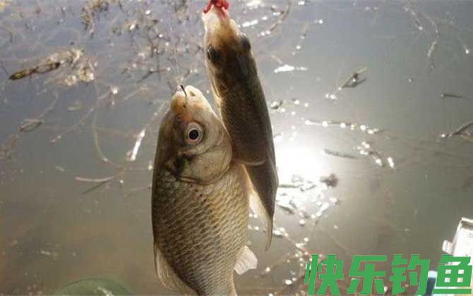红虫野钓调漂最佳方法(图2) 红虫野钓调漂最佳方法(图2)