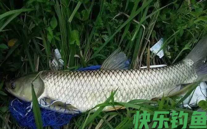 秋季钓草鱼技巧及注意事项(图2) 秋季钓草鱼技巧及注意事项(图2)