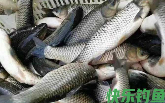 秋季钓草鱼技巧及注意事项(图3) 秋季钓草鱼技巧及注意事项(图3)