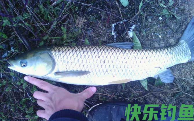 秋季钓草鱼技巧及注意事项(图4) 秋季钓草鱼技巧及注意事项(图4)