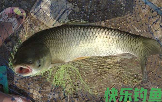 秋季钓草鱼技巧及注意事项(图6) 秋季钓草鱼技巧及注意事项(图6)