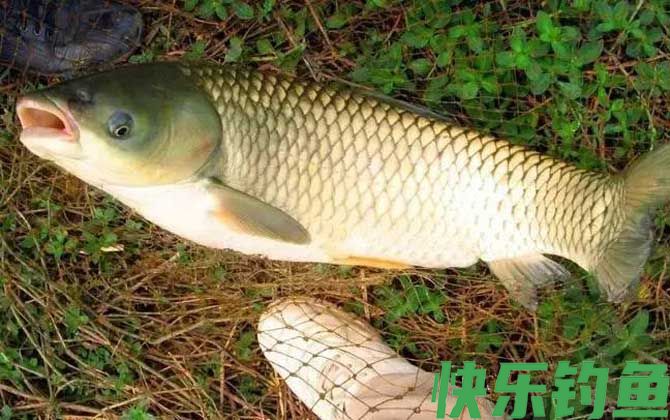 秋季钓草鱼技巧及注意事项(图7) 秋季钓草鱼技巧及注意事项(图7)