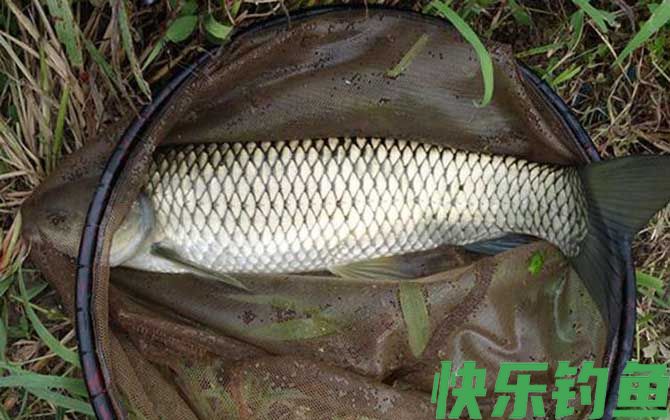 秋季钓草鱼技巧及注意事项(图8) 秋季钓草鱼技巧及注意事项(图8)