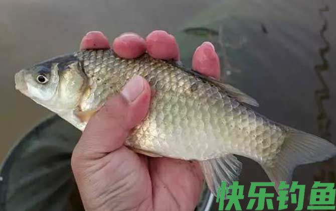 水库钓鲫鱼调几目钓几目？(图2)