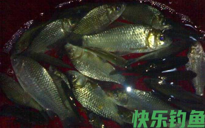 水库钓鲫鱼调几目钓几目？(图1)
