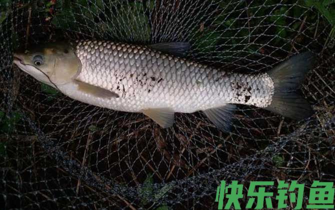 夜钓能钓到鱼吗？