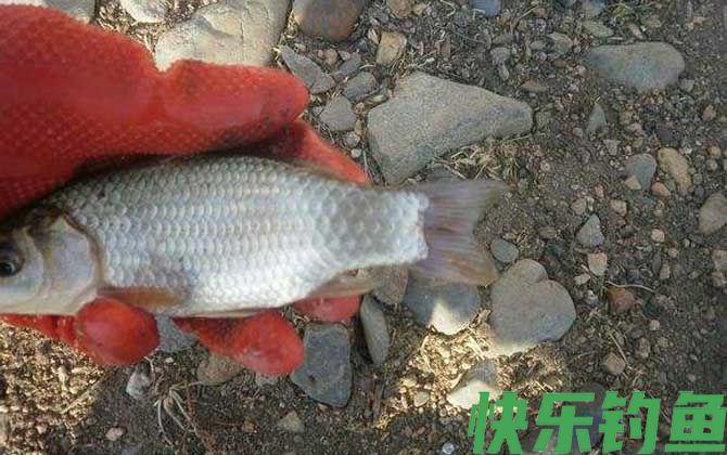溪流钓能钓到什么鱼？