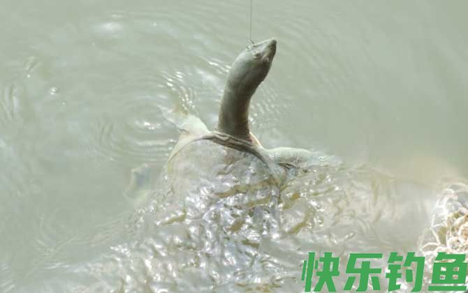 钓甲鱼