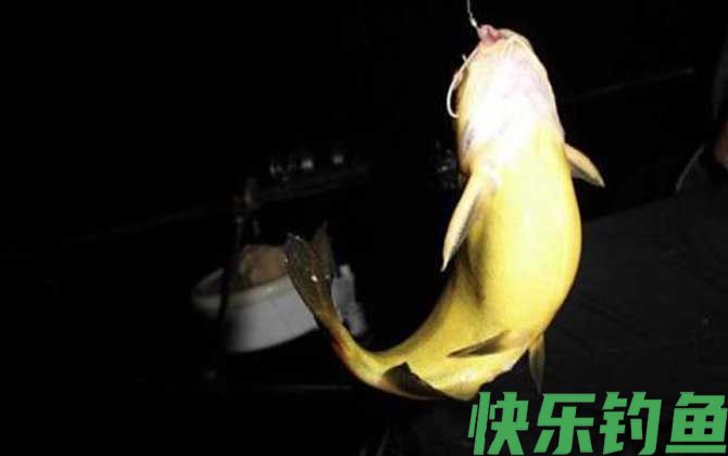 钓黄颡鱼用什么钓具