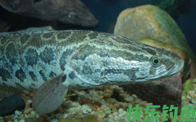 钓黑鱼用什么鱼钩