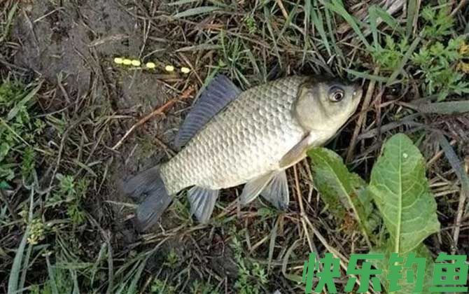 野钓鲫鱼用哪种钩最好