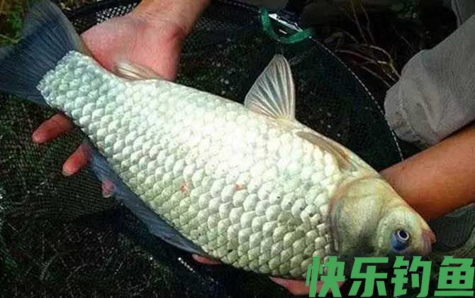 秋钓鲫鱼线组怎么搭配