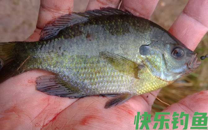 钓太阳鱼用多大的鱼钩