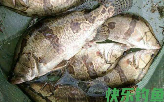 路亚鳜鱼用什么钩比较好