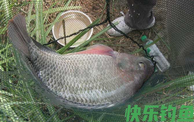 黑坑钓罗非鱼用吃铅多少的浮漂