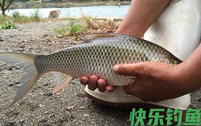 钓鲮鱼用什么漂好