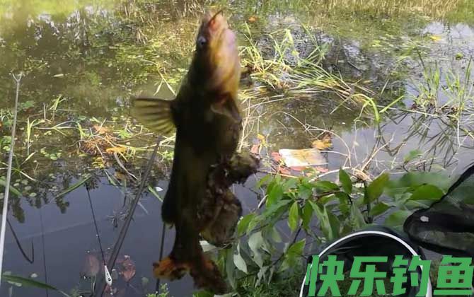 黄颡鱼什么时候进食