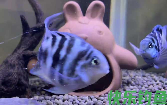 迷你鹦鹉鱼寿命一般是多长