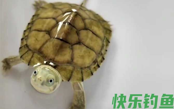 黄喉拟水龟价格多少钱一只