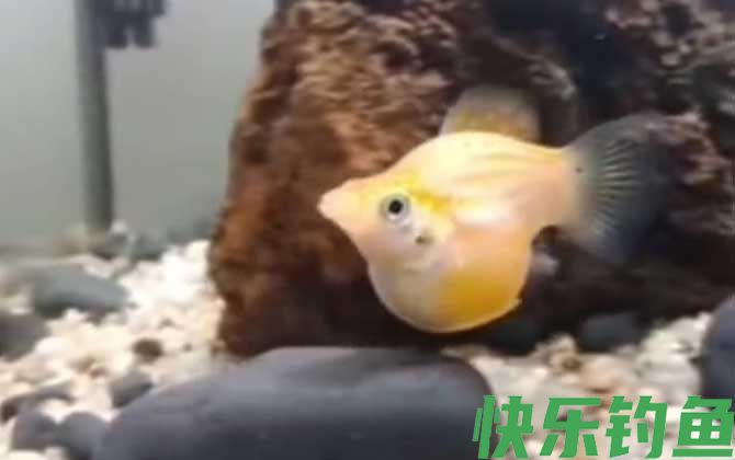 玛丽鱼多久繁殖一次