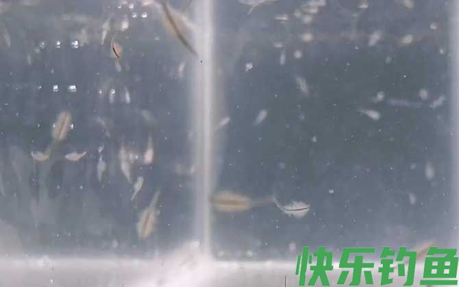 丰年虾卵会过期吗