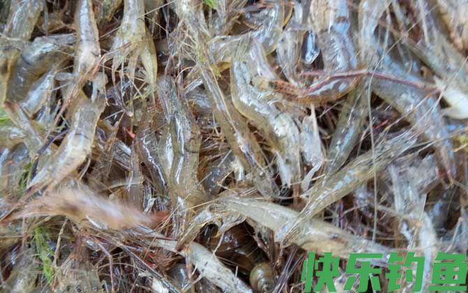 河虾养殖技术及注意事项