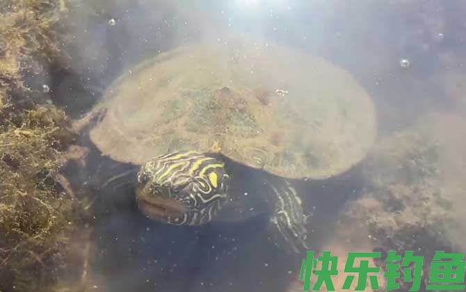 地图龟多久喂一次