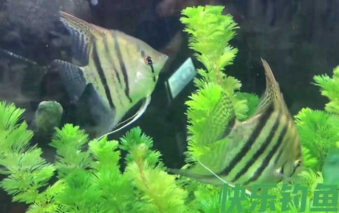 神仙鱼可以和孔雀鱼混养吗