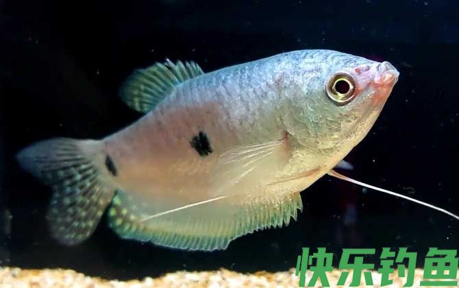 曼龙鱼价格多少钱一条