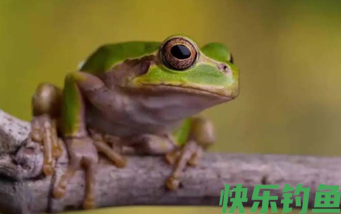 树蛙是保护动物吗