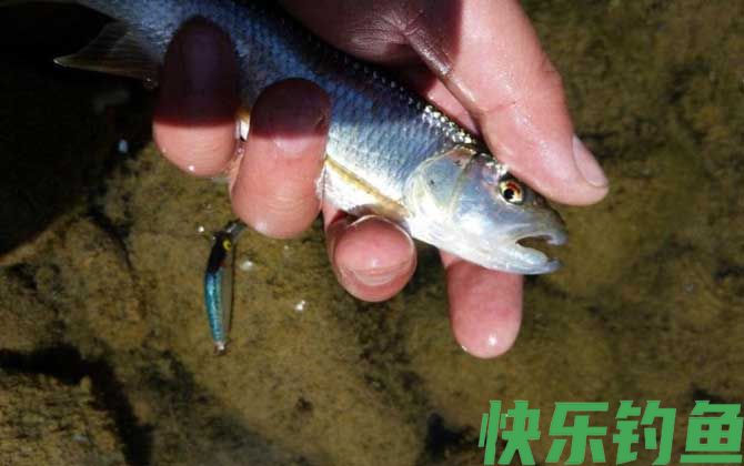 马口鱼别名叫什么鱼