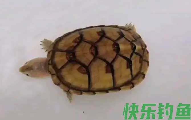 白唇蛋龟是什么动物