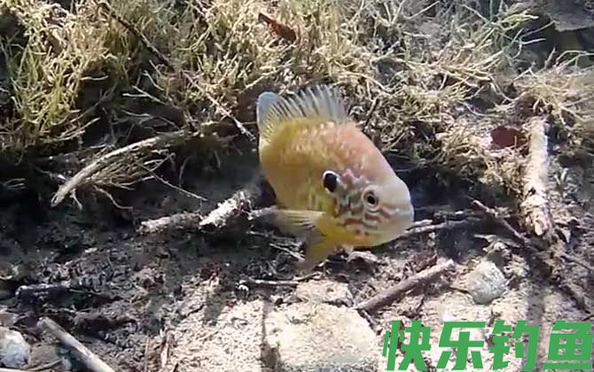 太阳鱼是冷水鱼吗