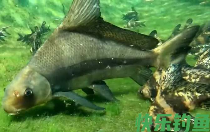 胭脂鱼吃了判几年