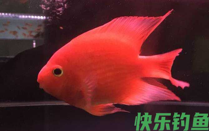 观赏鱼养殖技术及注意事项