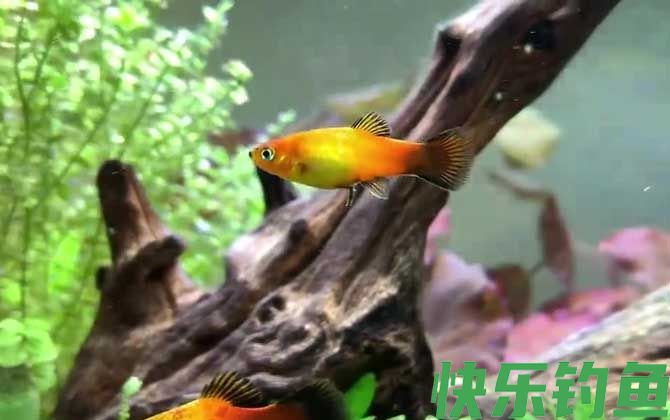 月光鱼是什么鱼