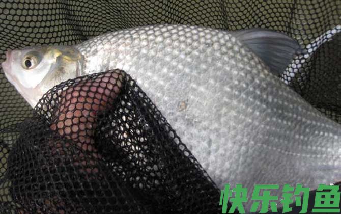 又薄又扁的鱼是什么鱼