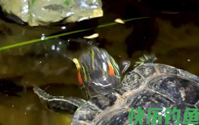 巴西龟白眼病最简单防治方法